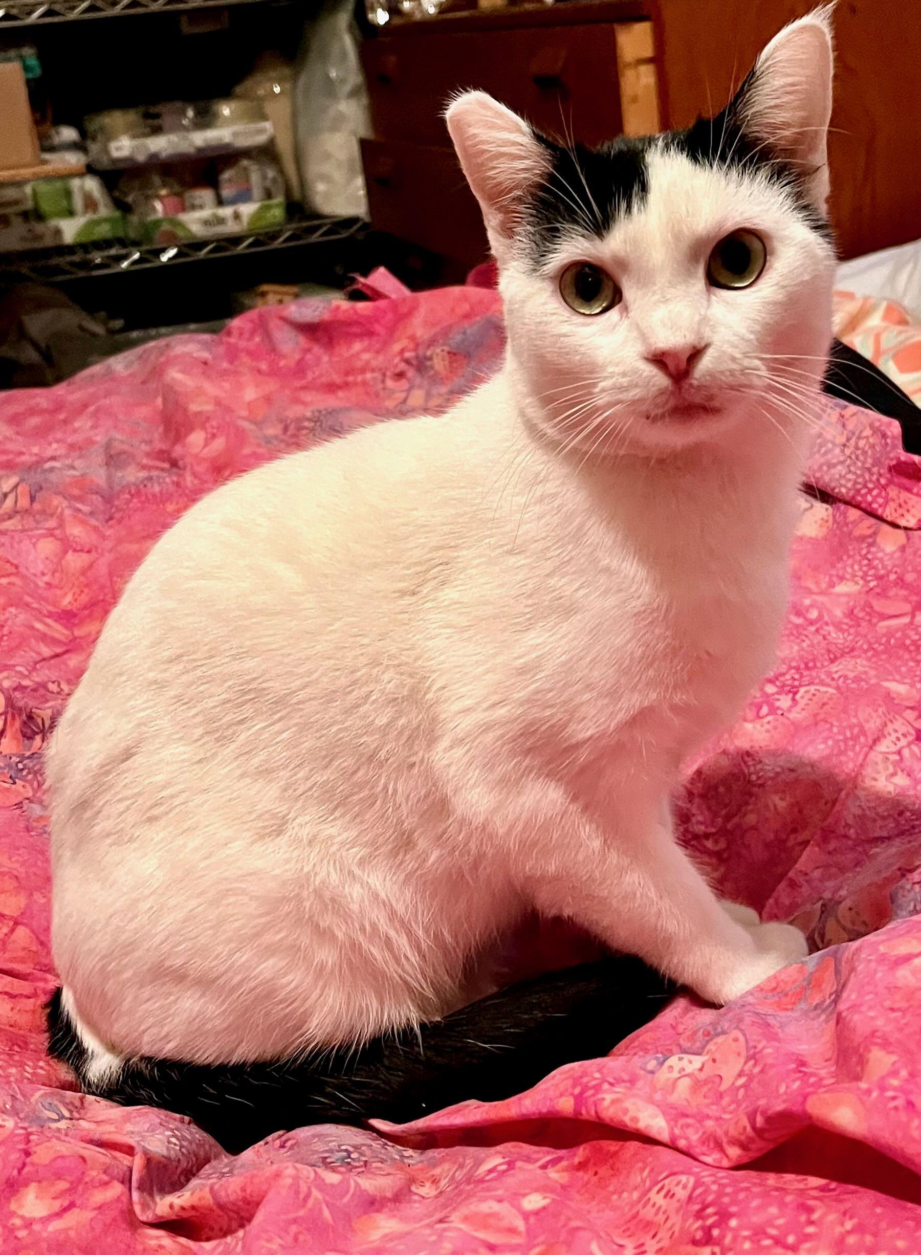 Enlarge Irene, a Adoptable mixed breed in Seattle, WA image 1/5