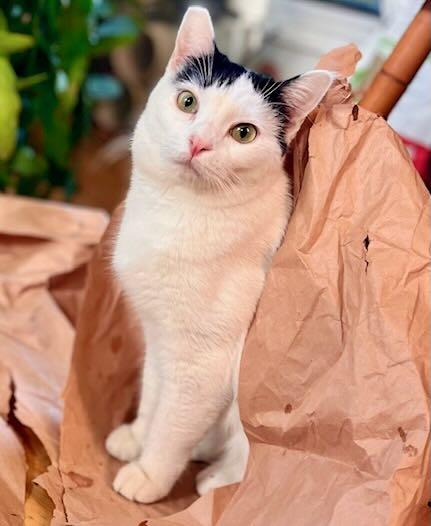 Enlarge Irene, a Adoptable mixed breed in Seattle, WA image 4/5