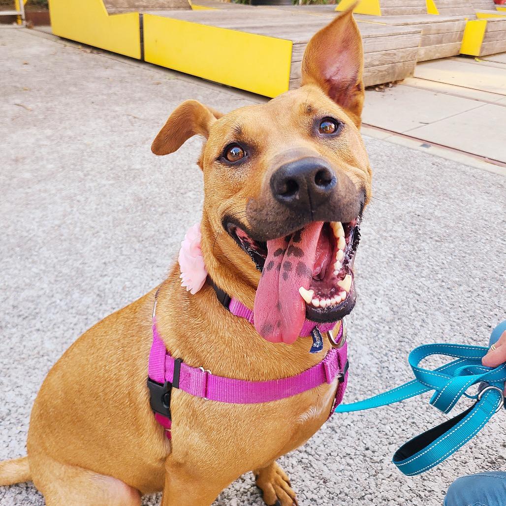 Ameri, Adoptable, Adult Female Black Mouth Cur & Pit Bull Terrier.