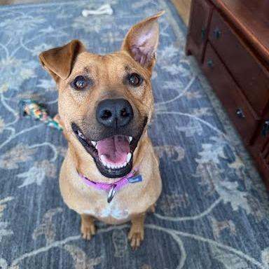 Ameri, Adoptable, Adult Female Black Mouth Cur & Pit Bull Terrier.