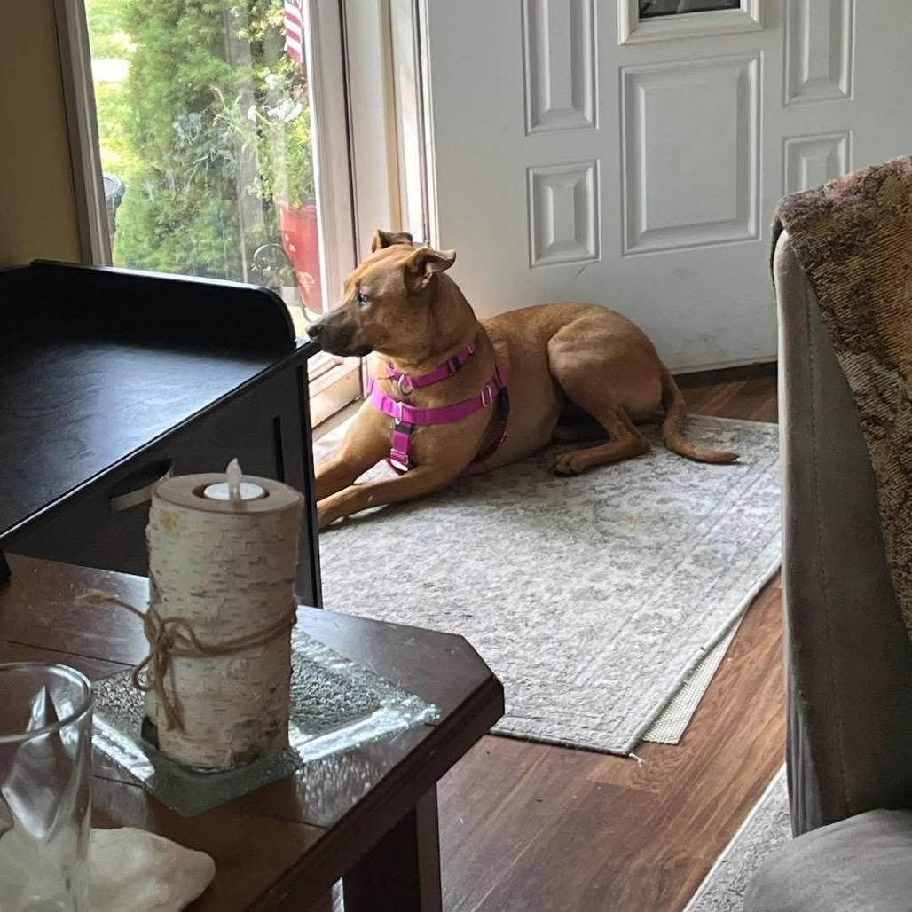 Ameri, Adoptable, Adult Female Pit Bull Terrier.