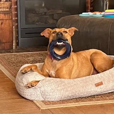 Enlarge Ameri, a Adoptable mixed breed in Northville, MI image 2/6