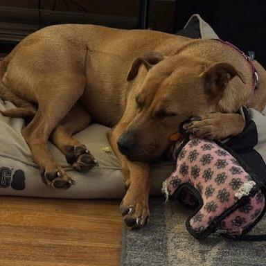 Enlarge Ameri, a Adoptable mixed breed in Northville, MI image 3/6