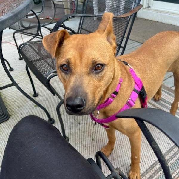 Ameri, a Adoptable mixed breed in Northville, MI image 2/4