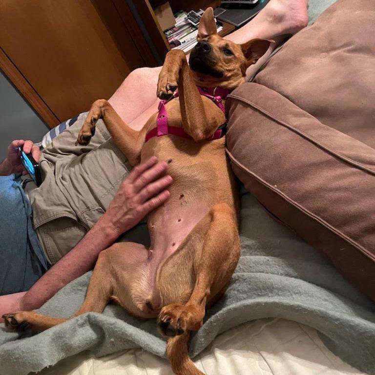 Ameri, a Adoptable mixed breed in Northville, MI image 3/4