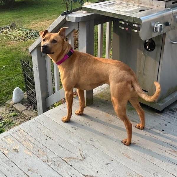 Ameri, a Adoptable mixed breed in Northville, MI image 4/4