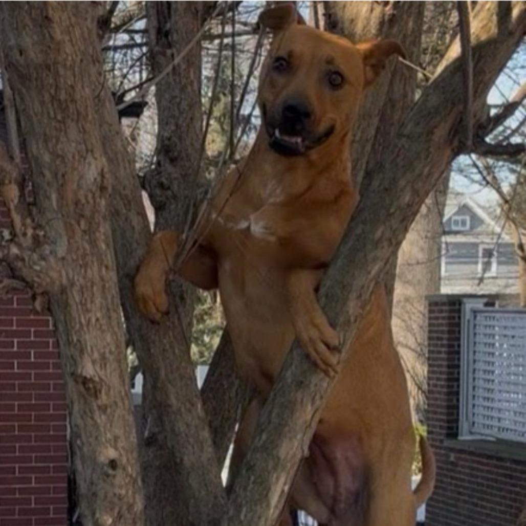 Enlarge Ameri, a Adoptable mixed breed in Northville, MI image 4/6