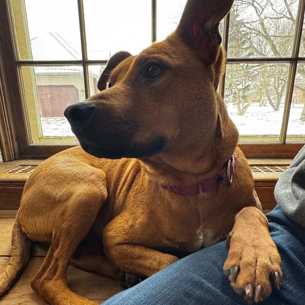 Enlarge Ameri, a Adoptable mixed breed in Northville, MI image 5/6