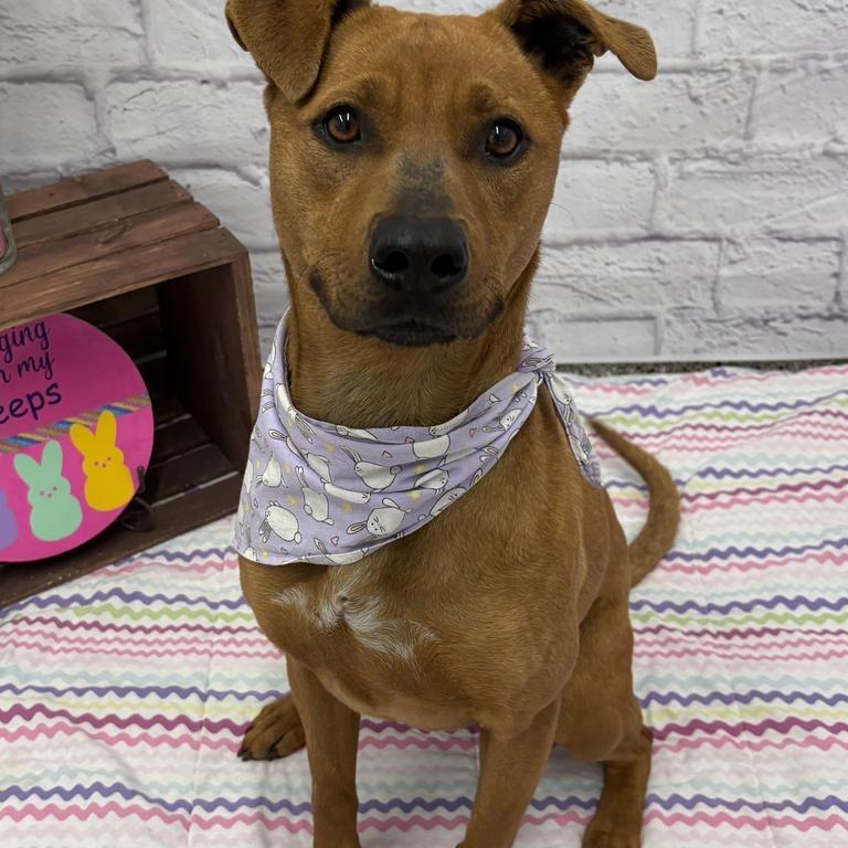 Enlarge Ameri, a Adoptable mixed breed in Northville, MI image 6/6