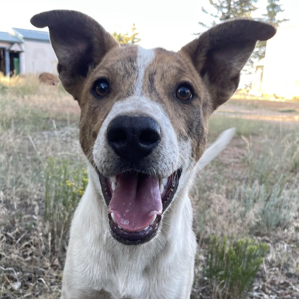 Cheeto, Adoptable, Young Male Mixed Breed.