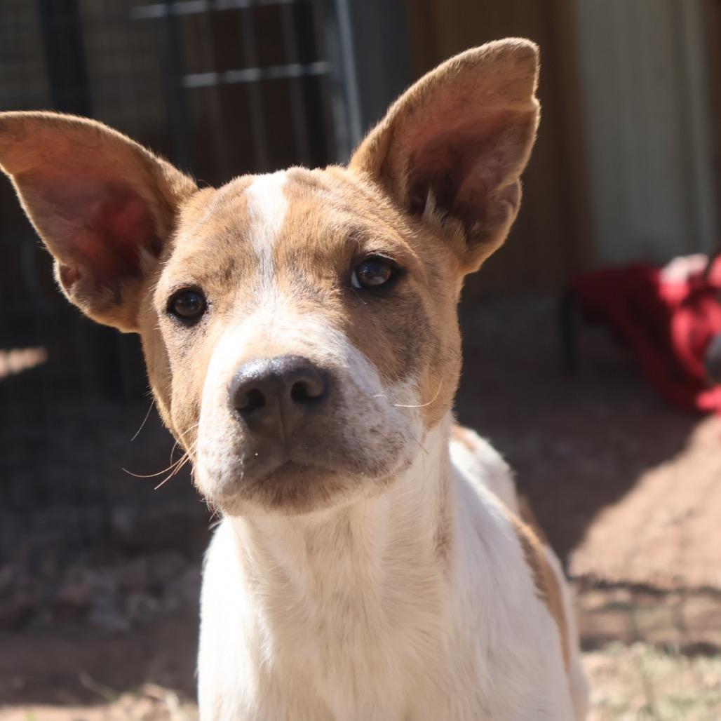 Enlarge Cheeto, a Adoptable Mixed Breed in Moab, UT image 2/6