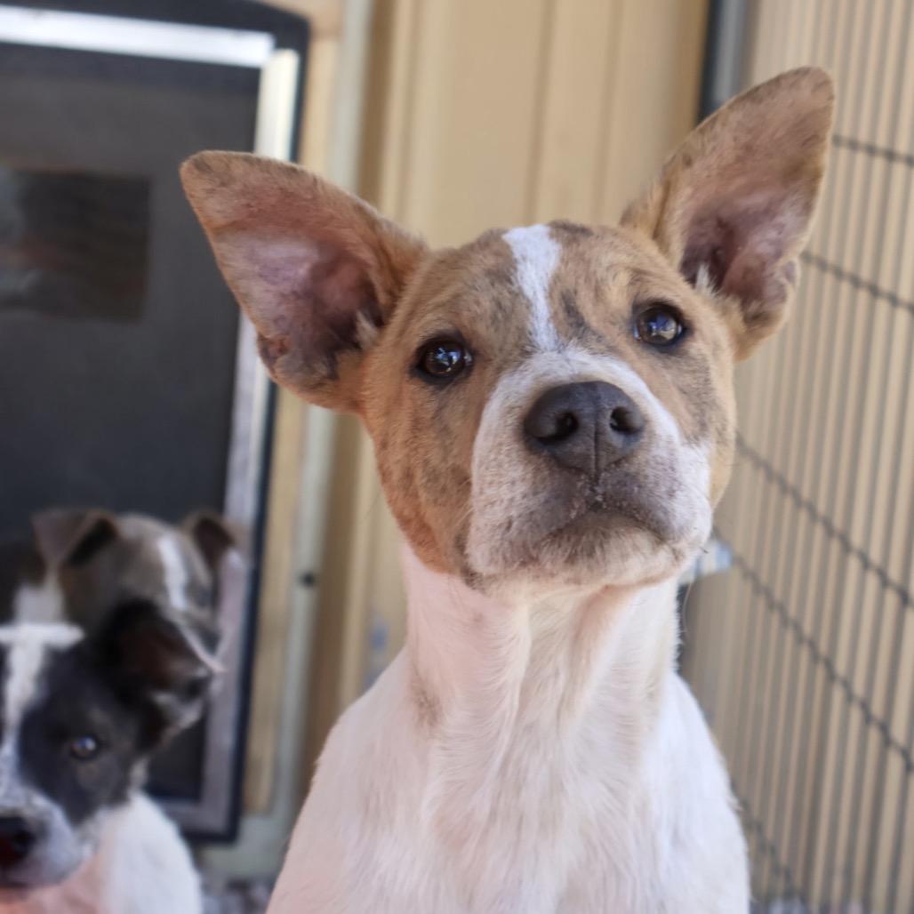 Enlarge Cheeto, a Adoptable Mixed Breed in Moab, UT image 3/6