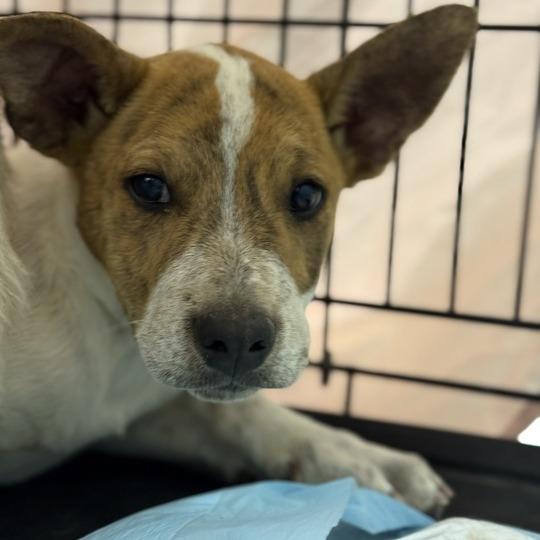 Enlarge Cheeto, a Adoptable Mixed Breed in Moab, UT image 4/6