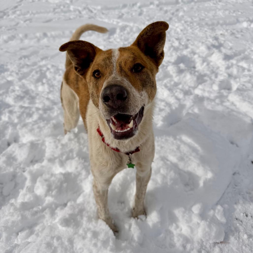 Enlarge Cheeto, a Adoptable Mixed Breed in Moab, UT image 5/6