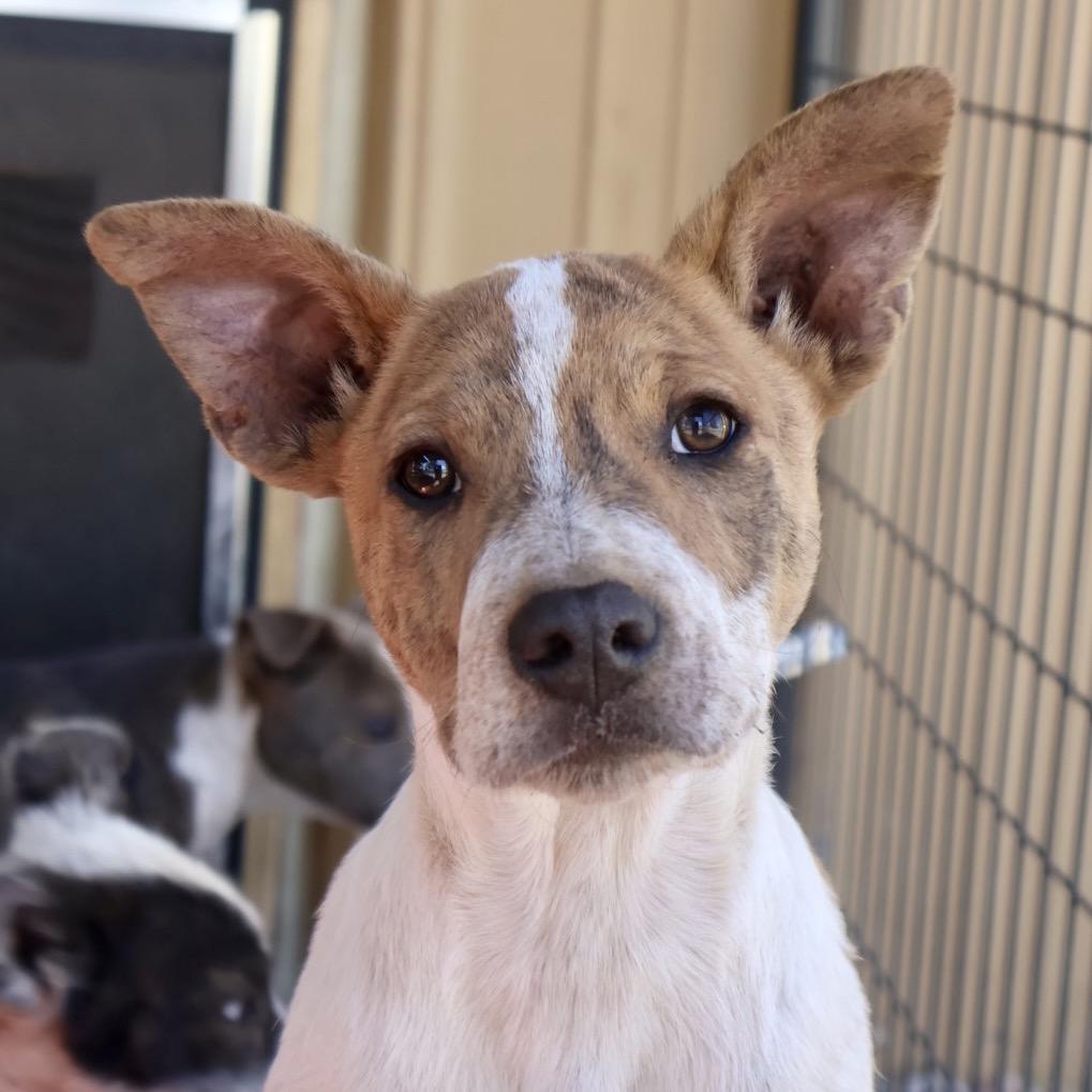 Enlarge Cheeto, a Adoptable Mixed Breed in Moab, UT image 6/6