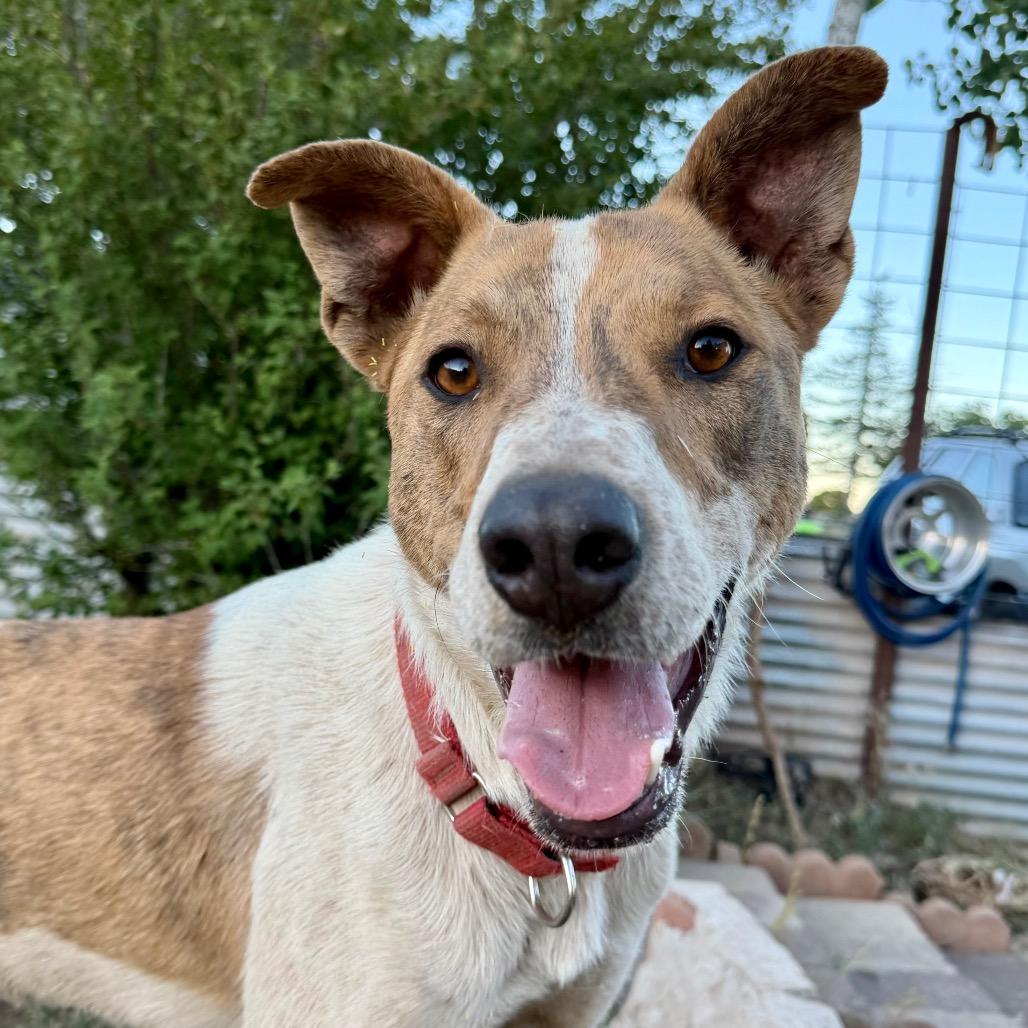 Enlarge Cheeto, a Adoptable Mixed Breed in Moab, UT image 6/6