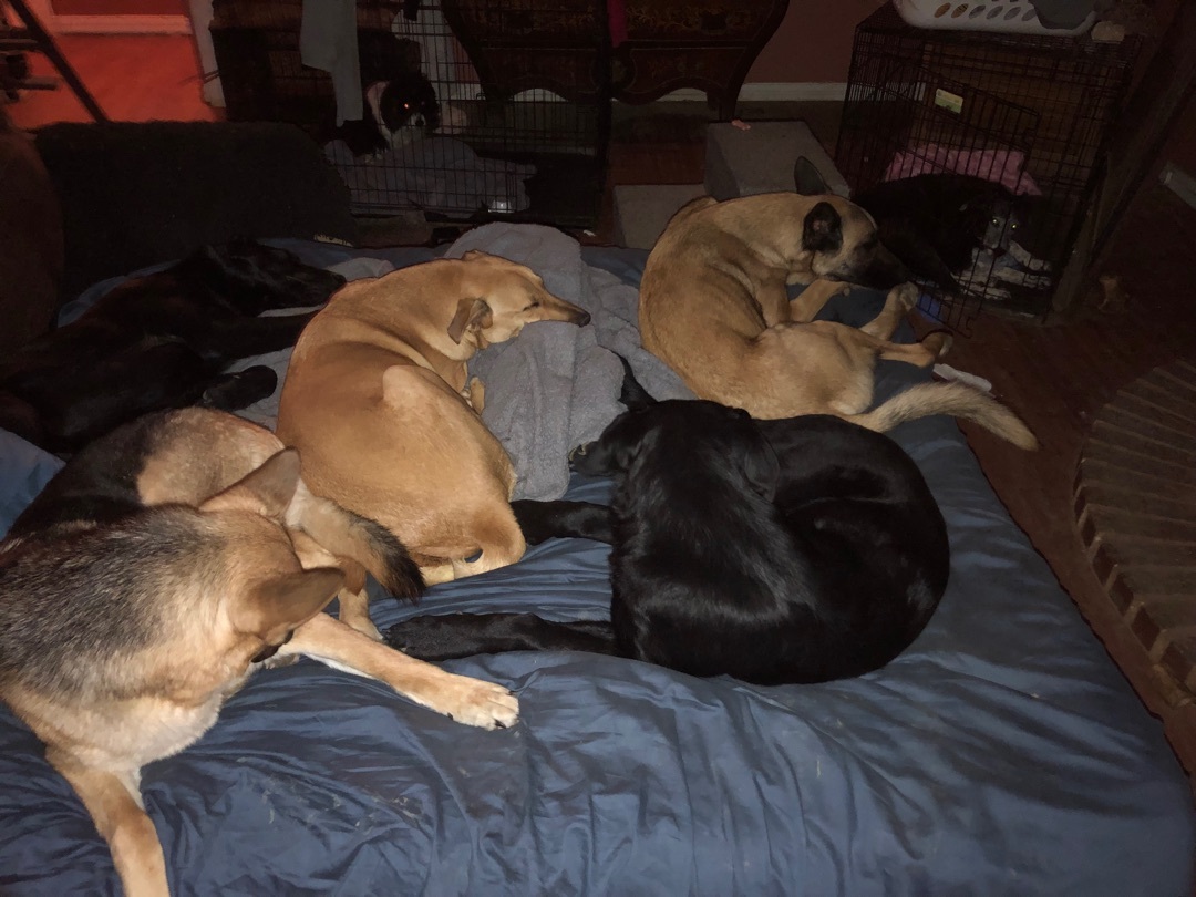 Missy, Adoptable, Young Female Labrador Retriever & Golden Retriever.