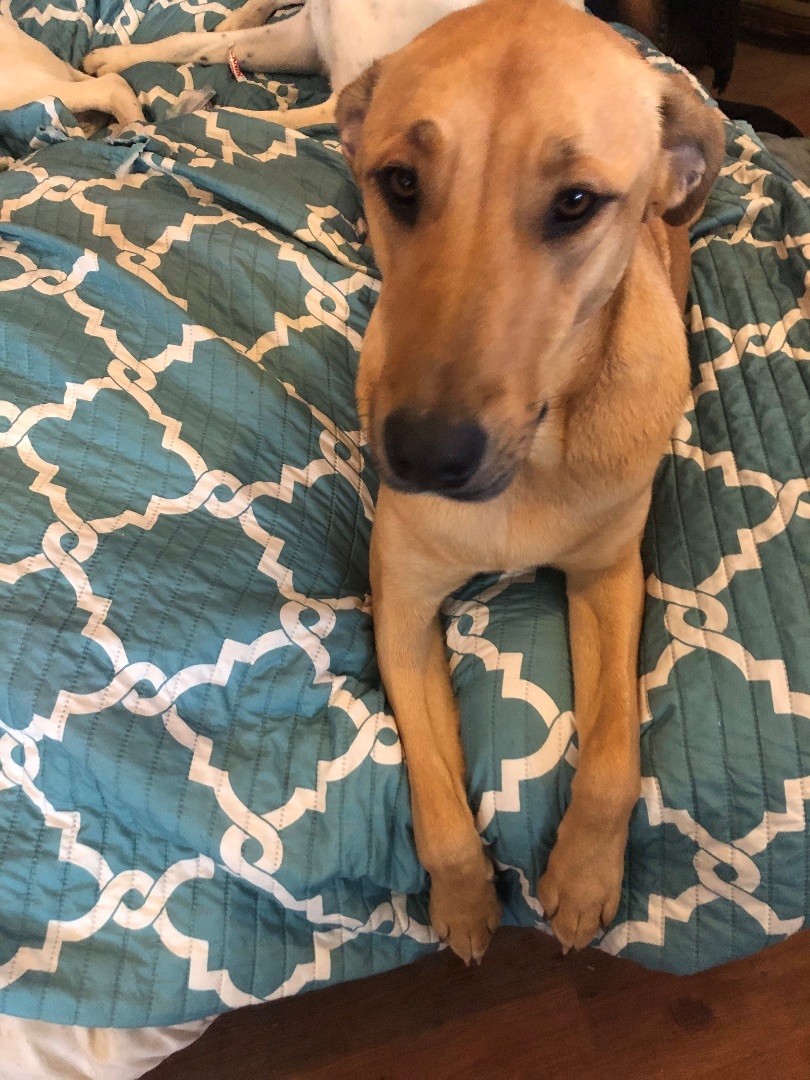 Missy, a Adoptable mixed breed in Haslet, TX image 2/8