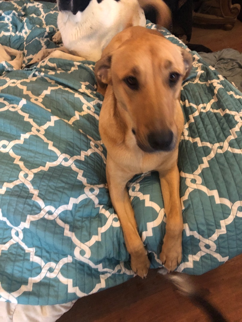 Missy, a Adoptable mixed breed in Haslet, TX image 3/8