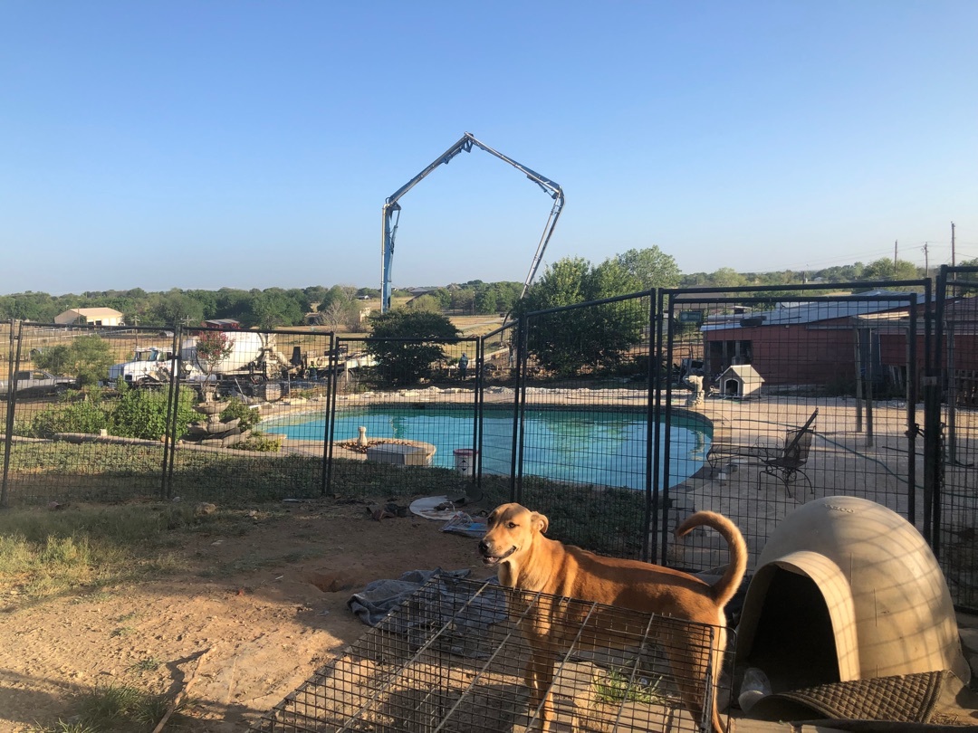 Missy, a Adoptable mixed breed in Haslet, TX image 4/8