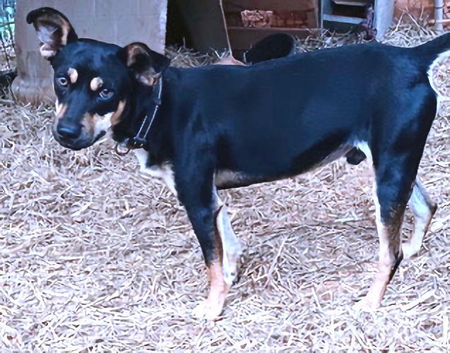 Buckaroo thumbnail 2