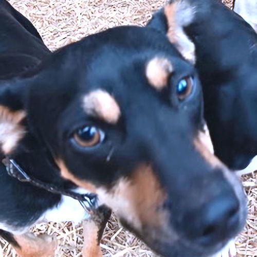 Buckaroo thumbnail 2