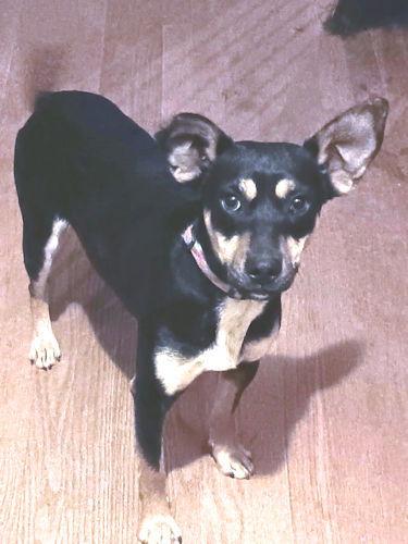 Buckaroo thumbnail 3