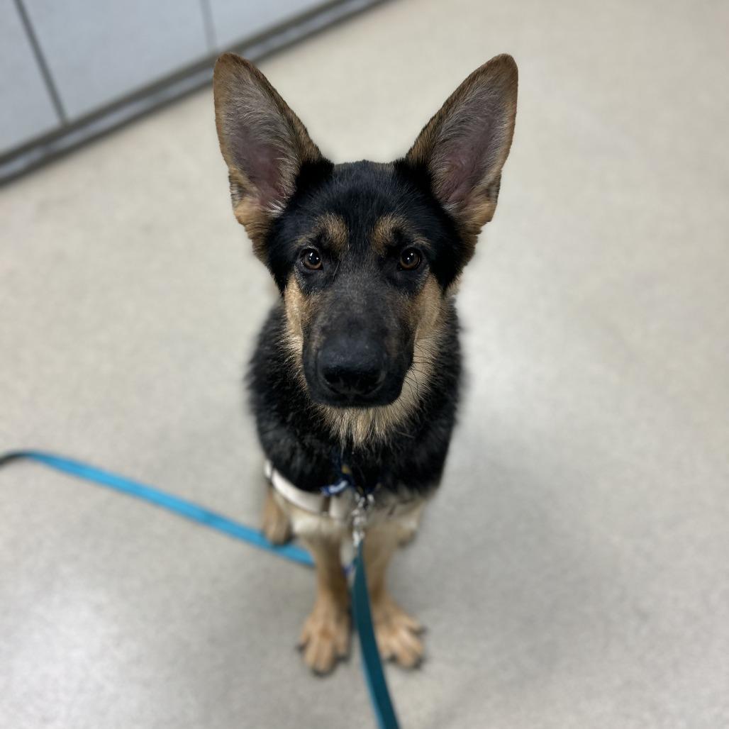 Blake, Adoptable, Young Male German Shepherd Dog.