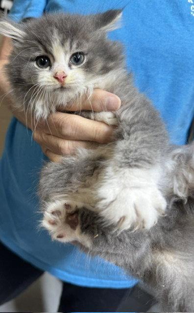 Enlarge Ferguson, a Adopted Domestic Long Hair in Apollo, PA image 1/1