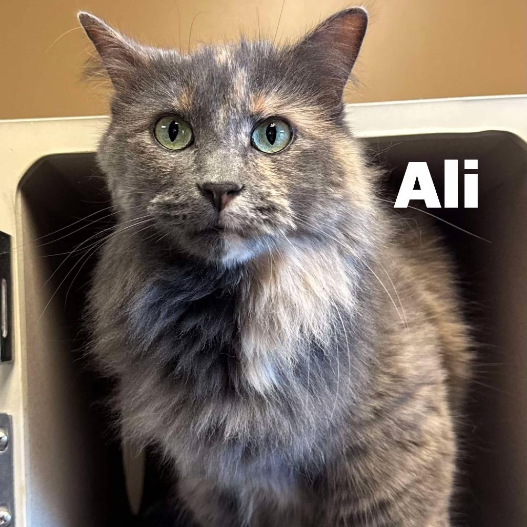 Enlarge Ali 251035, a Adoptable Domestic Long Hair image 1/1