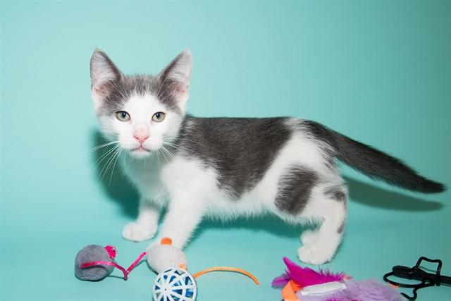 WONTON, Adoptable, Adult Male Domestic Medium Hair.