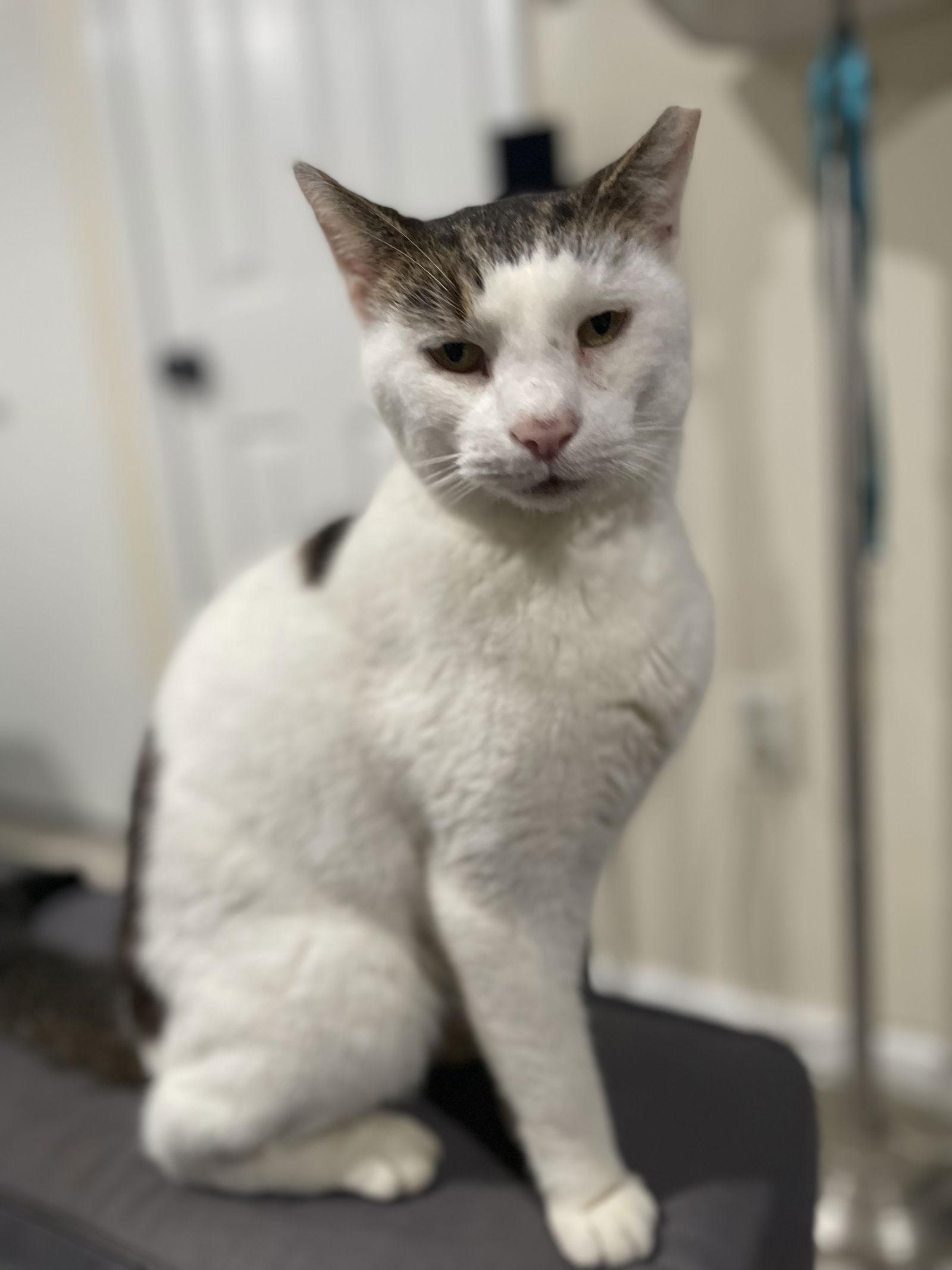 Enlarge Clark, a Adoptable Domestic Short Hair in Stewartsville, NJ image 1/3