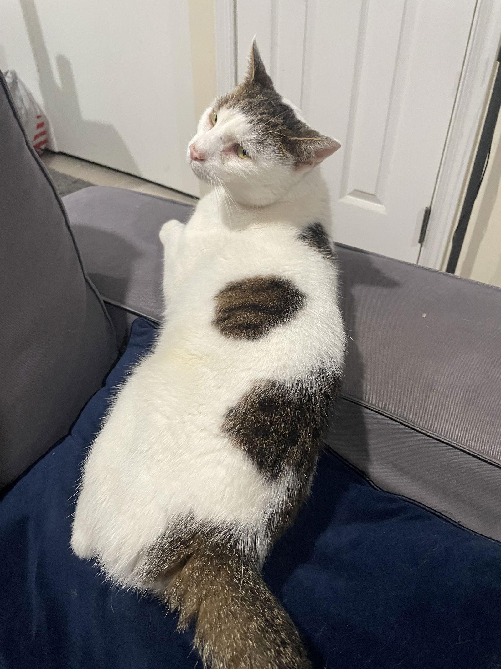 Enlarge Clark, a Adoptable Domestic Short Hair in Stewartsville, NJ image 3/3