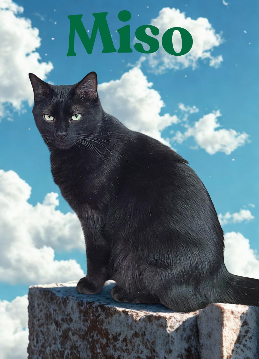 Miso, Adoptable, Adult Male Domestic Short Hair.