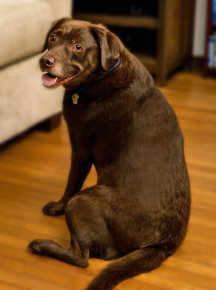 Enlarge Elliot - Young Senior, an adopted Labrador Retriever in Fort Wayne, IN image 3/3