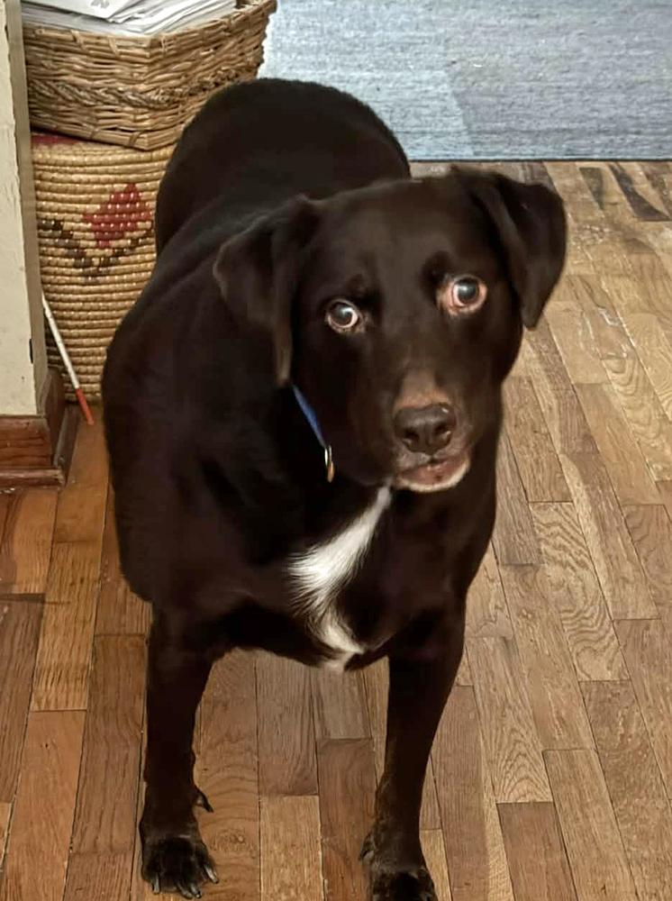 Enlarge Elliot - Young Senior, an adopted Labrador Retriever in Fort Wayne, IN image 1/3