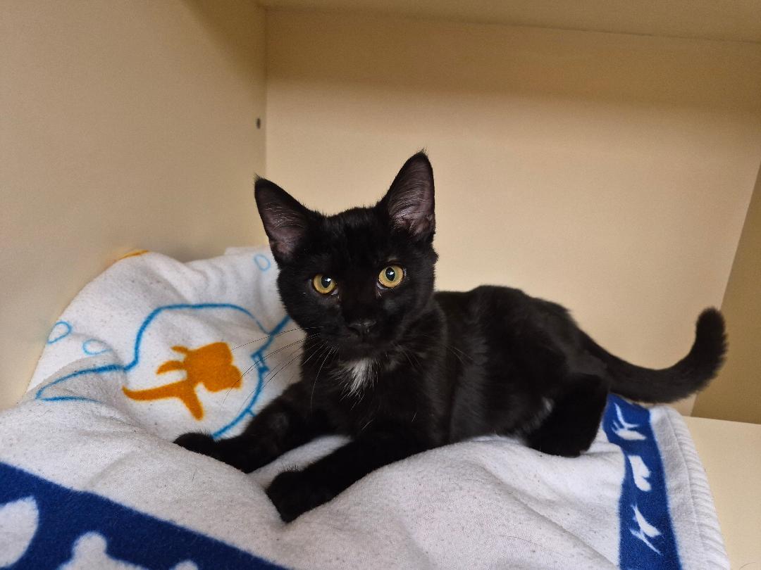 Enlarge Lars, a Adoptable mixed breed in Hays, KS image 2/6