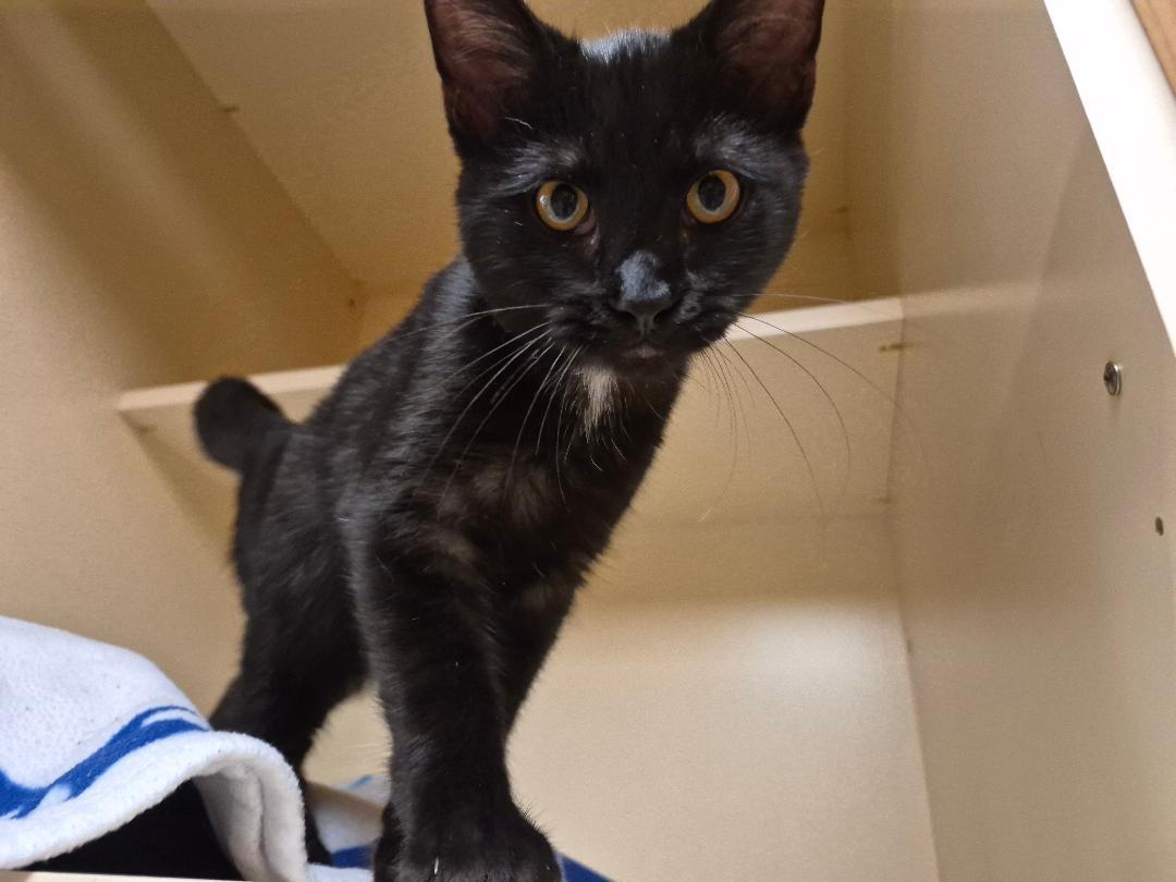 Enlarge Lars, a Adoptable mixed breed in Hays, KS image 4/6