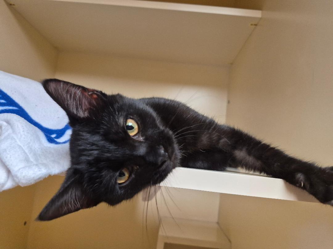 Enlarge Lars, a Adoptable mixed breed in Hays, KS image 5/6