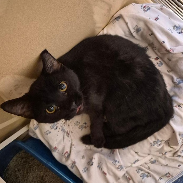 Enlarge Lars, a Adoptable mixed breed in Hays, KS image 6/6