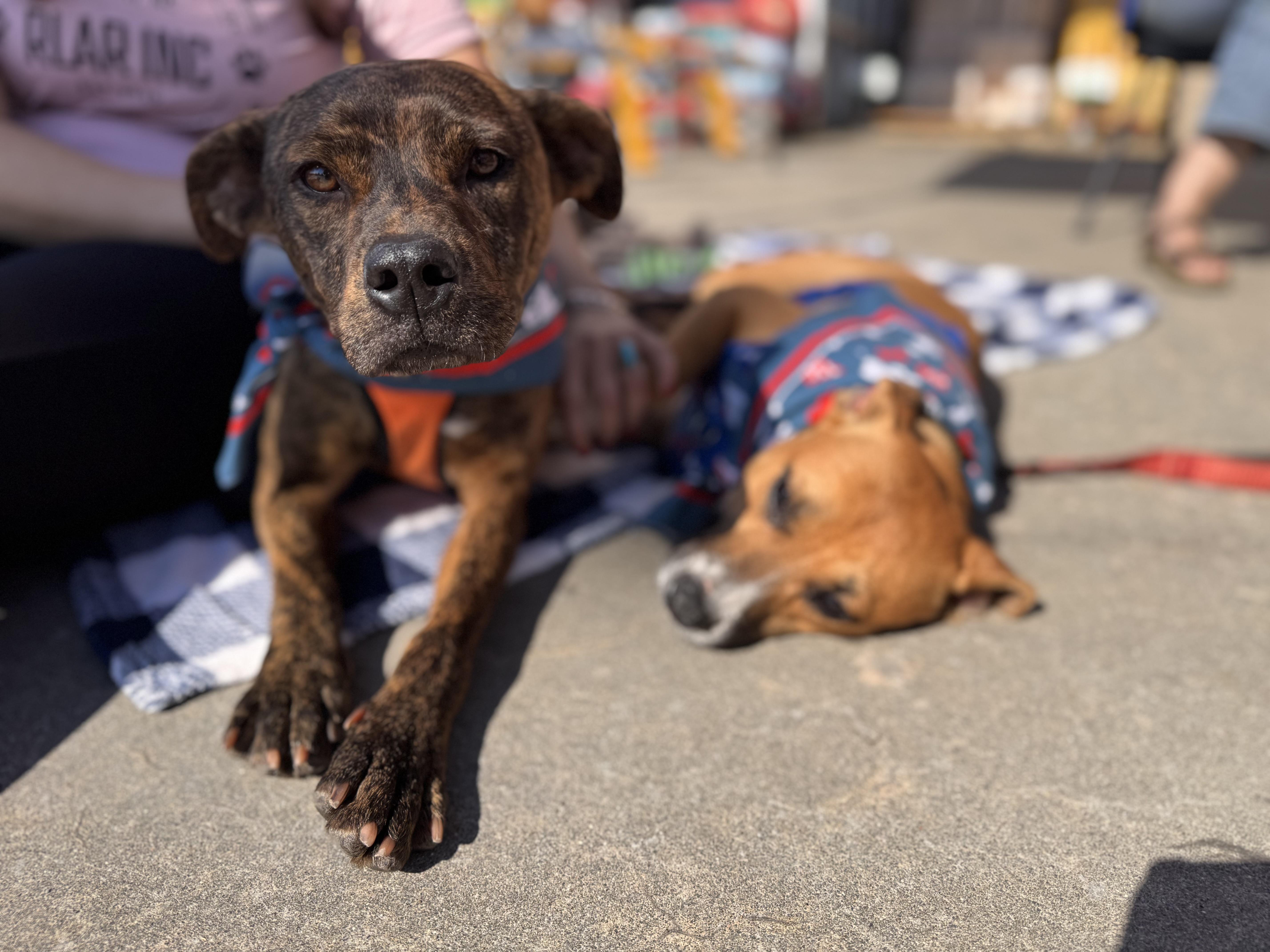 Enlarge Sandie, a Adopted mixed breed in Wilmington, NC image 2/2