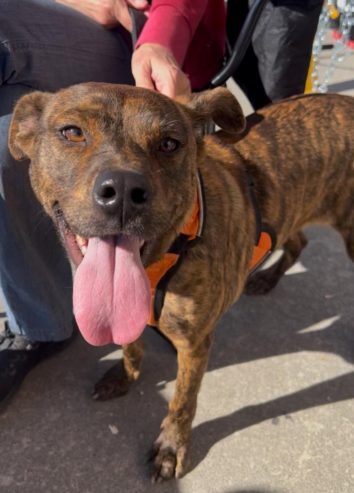 Enlarge Sandie, a Adopted mixed breed in Wilmington, NC image 1/2