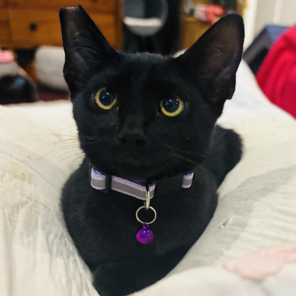 Squirrel, Adoptable, Kitten Male Domestic Short Hair.