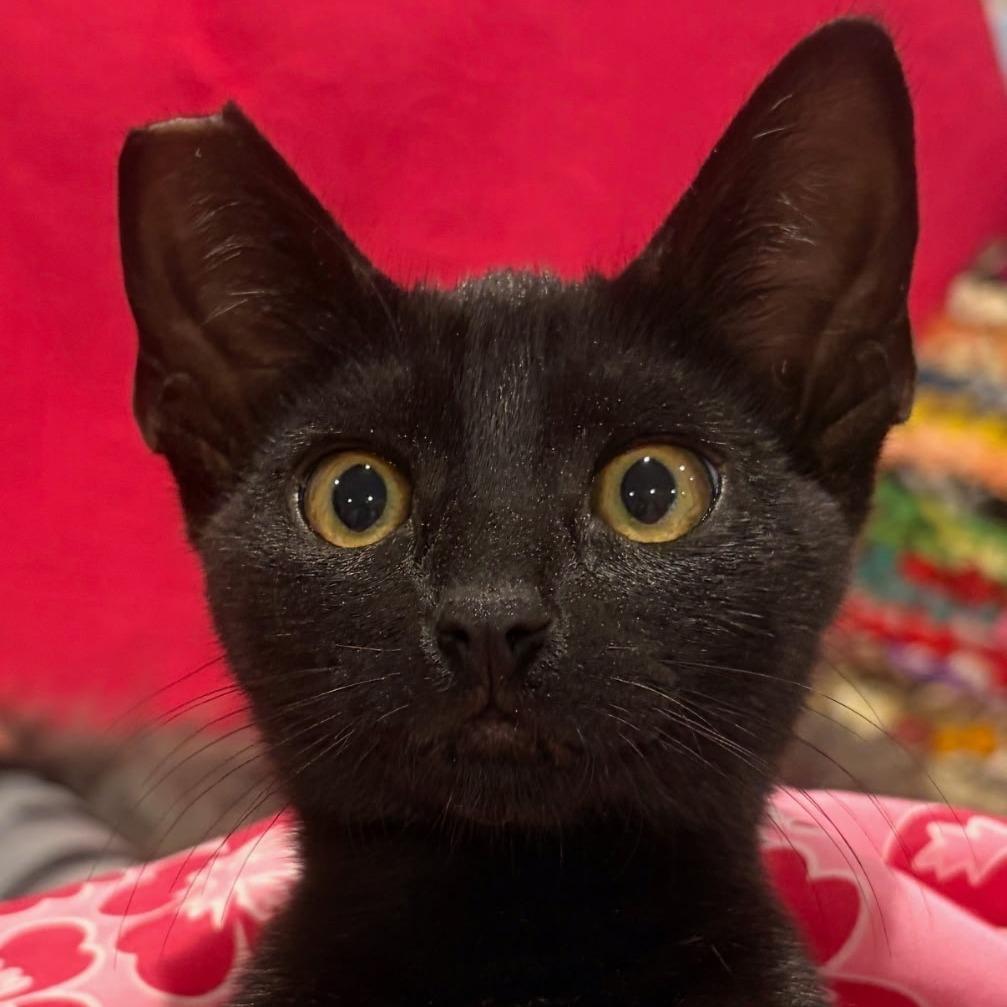 Enlarge Squirrel, a Adoptable Domestic Short Hair in Ventura, CA image 2/3