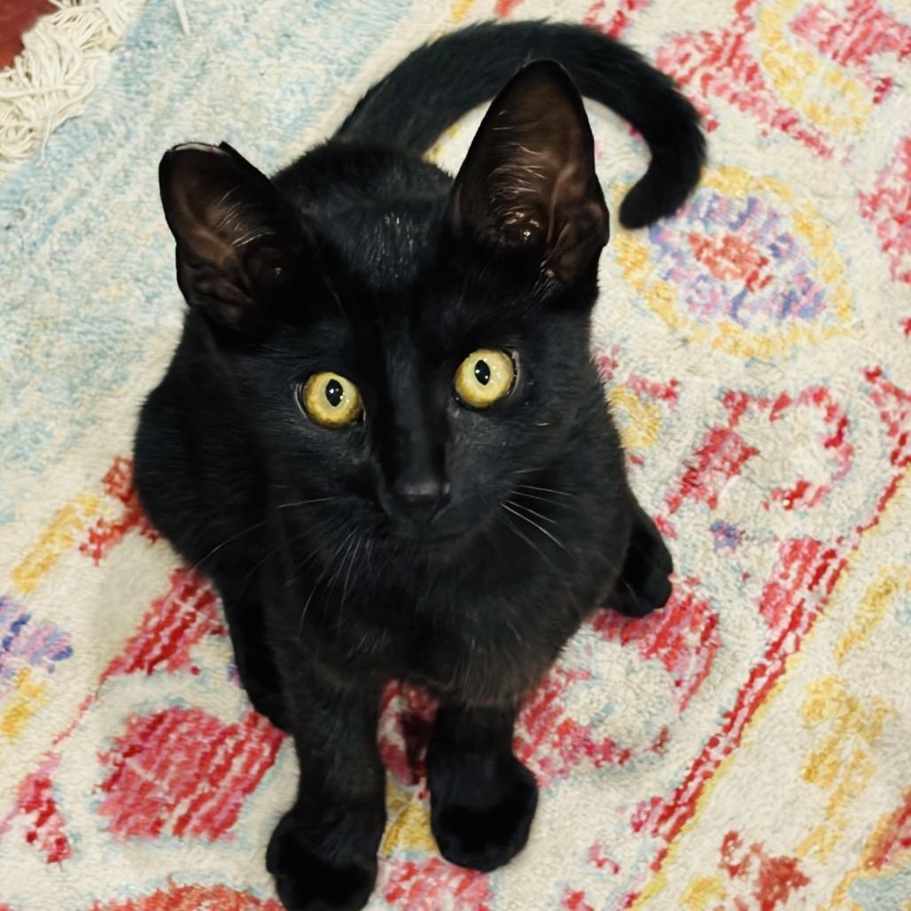 Enlarge Squirrel, a Adoptable Domestic Short Hair in Ventura, CA image 3/3