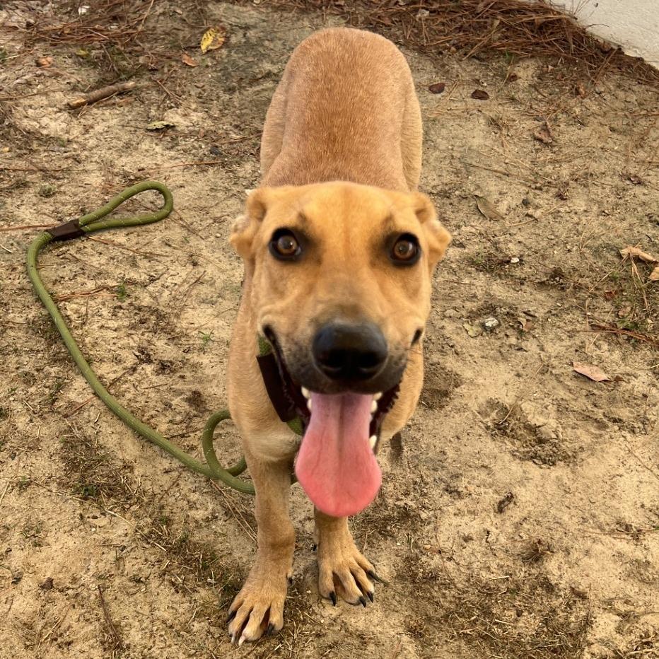 Scout, a Adoptable Mixed Breed in Millen, GA image 1/6