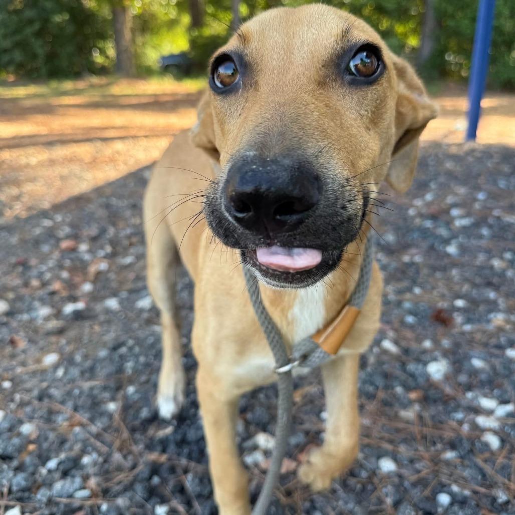 Scout, a Adoptable Mixed Breed in Millen, GA image 2/6