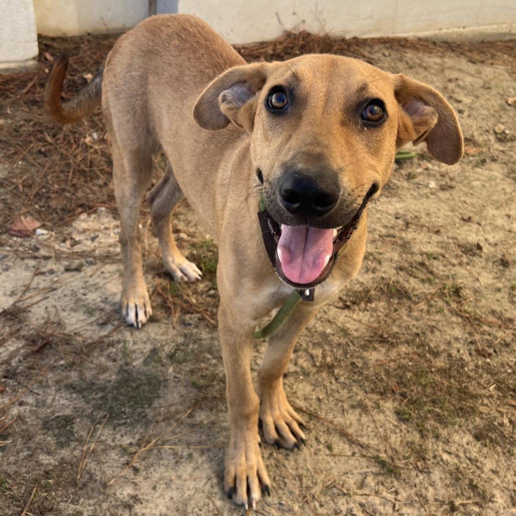 Scout, a Adoptable Mixed Breed in Millen, GA image 3/6
