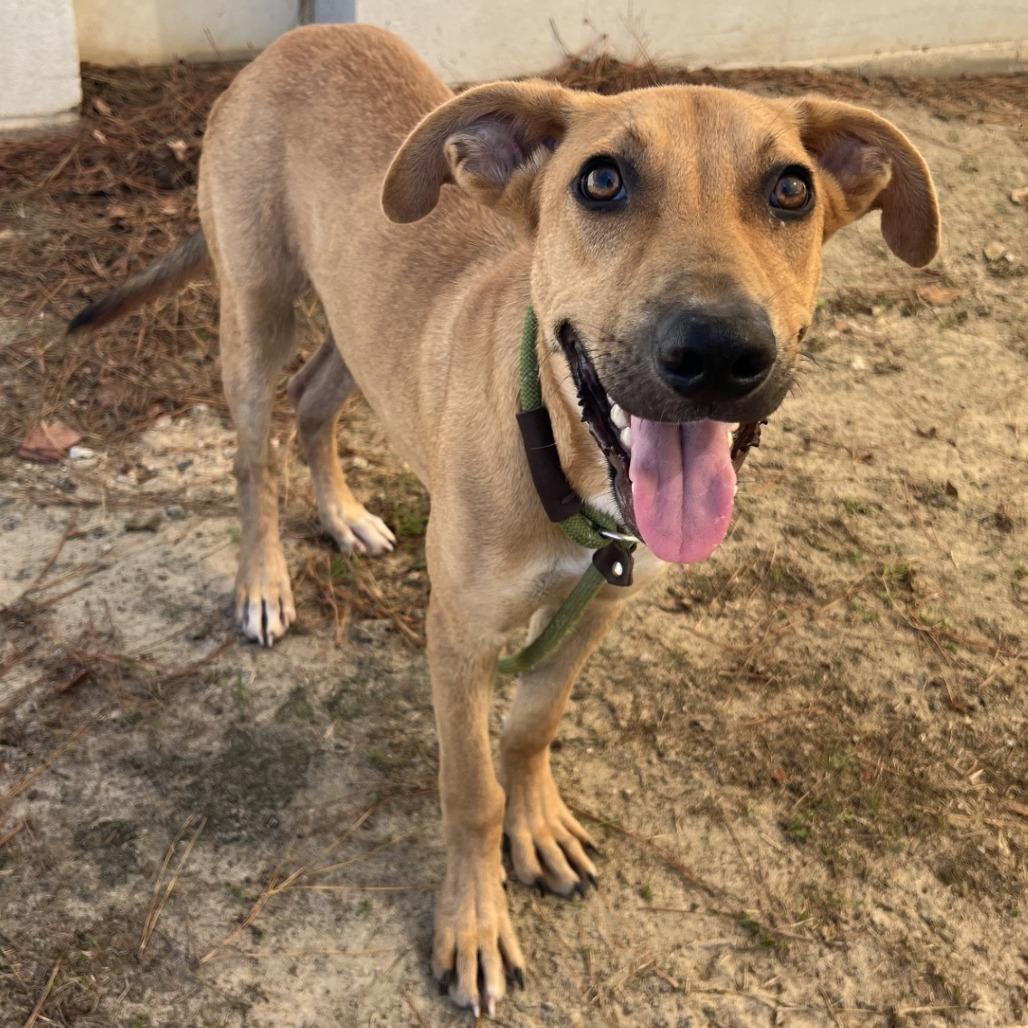 Scout, a Adoptable Mixed Breed in Millen, GA image 4/6