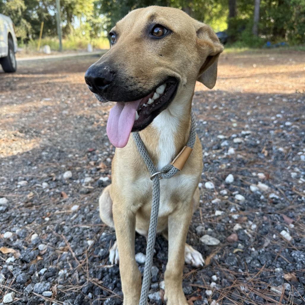 Scout, a Adoptable Mixed Breed in Millen, GA image 5/6